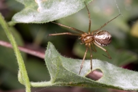 Une femelle (Araneae - Linyphiidae - Linyphia triangularis)